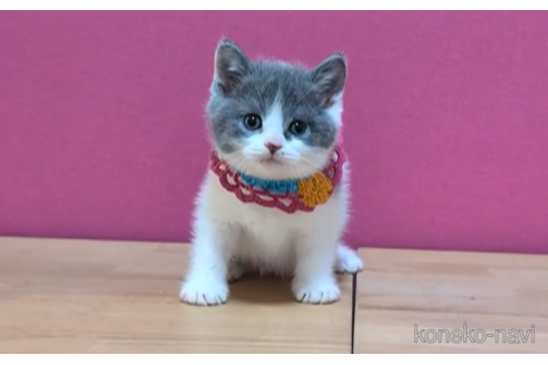 成約済の東京都のブリティッシュショートヘア-105337の5枚目